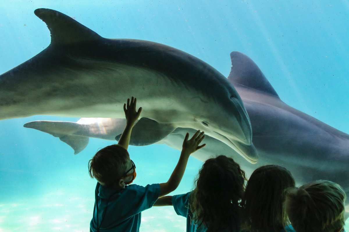 Delfini nelle vasche del parco acquatico