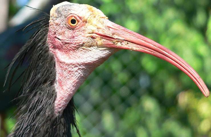 Esemplare di ibis eremita