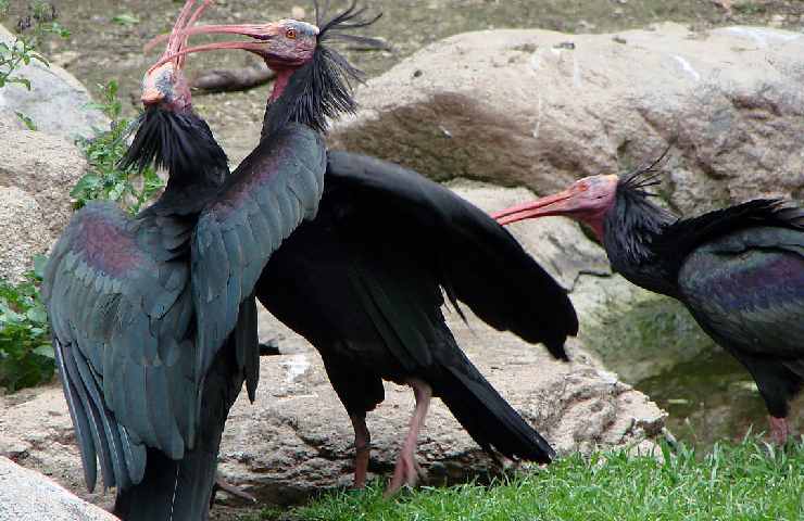 Ibis eremita