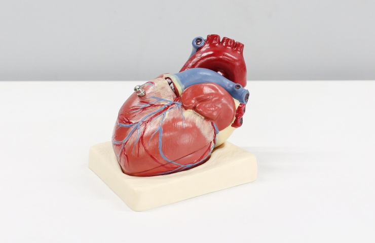 Modellino di un cuore umano