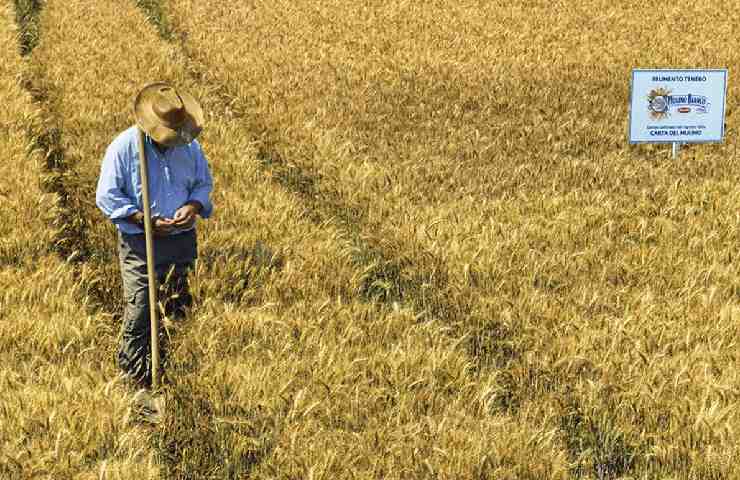 Campo di grano Mulino Bianco