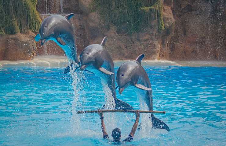 Delfini che performano 