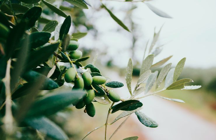 Ramo ulivo con olive