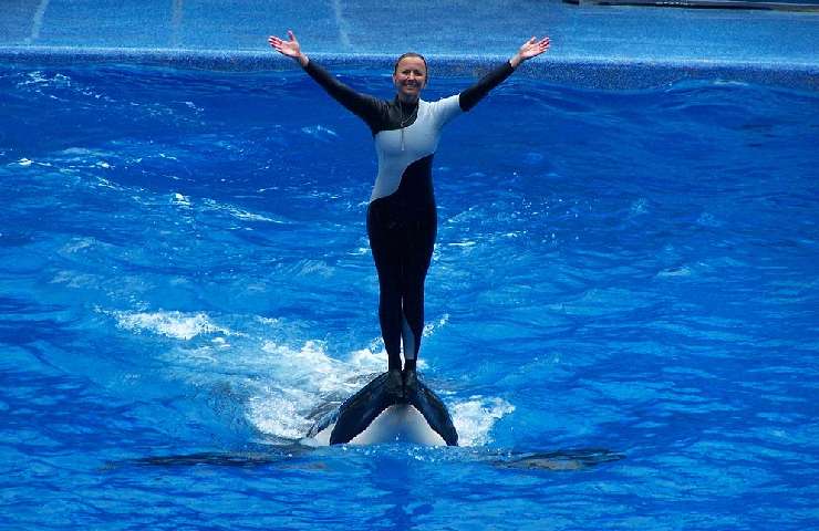 Performance al SeaWorld di Orlando 