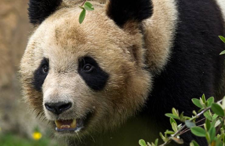 Il panda Yuan Meng