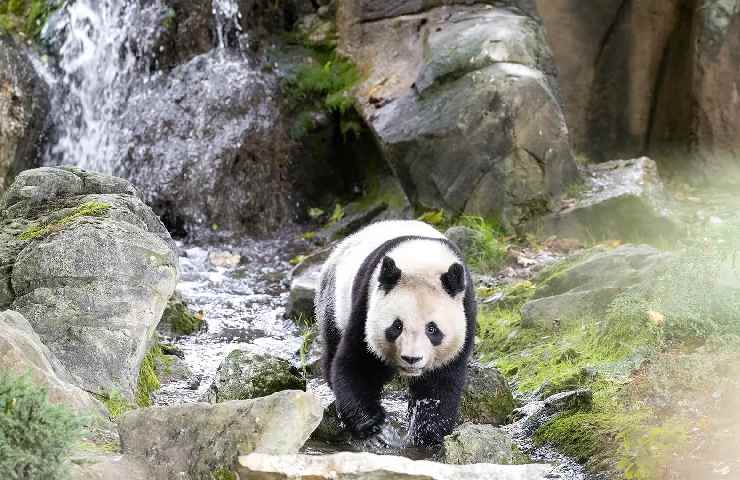 Yuan Meng, il panda di Beauval