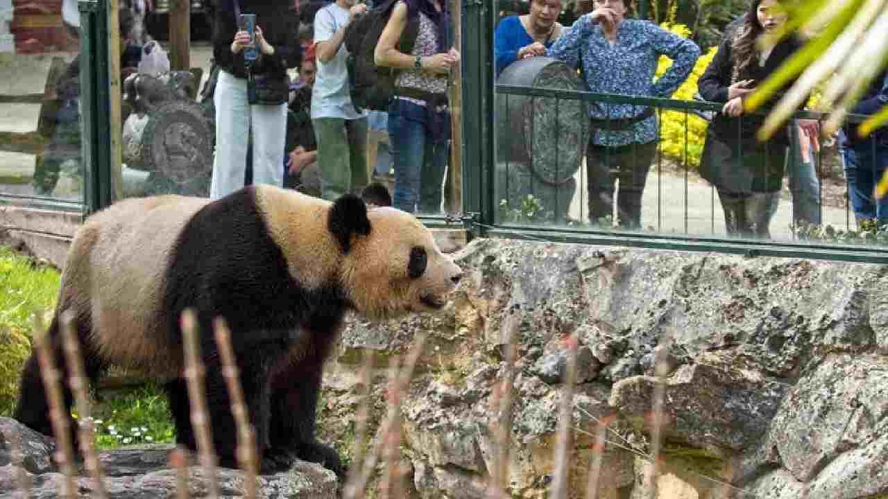 Il panda Yuan Meng allo ZooPark di Beauval