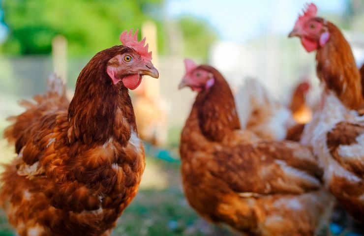 gallina uova