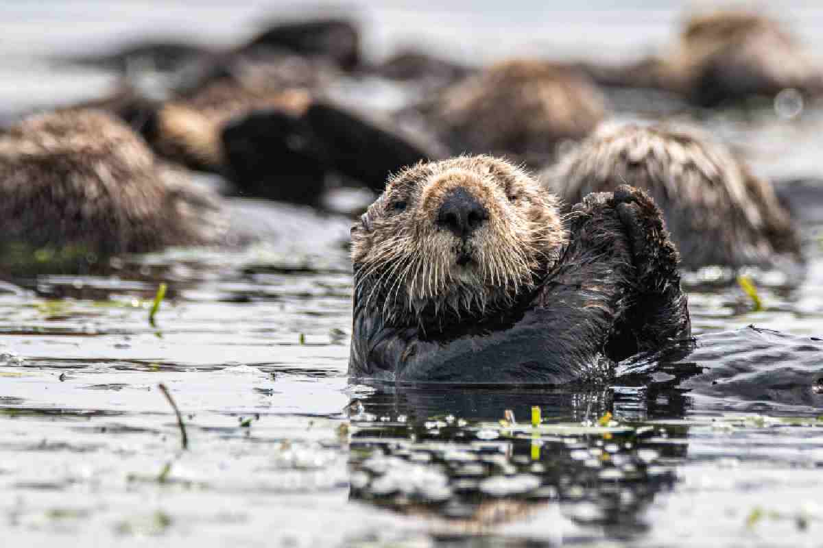 Una lontra nell'acqua