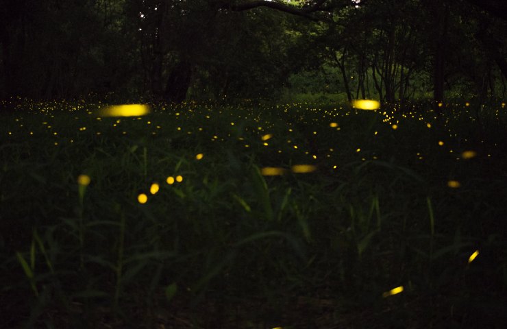 Lucciole nel bosco