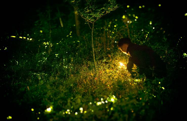 Lucciole nel bosco