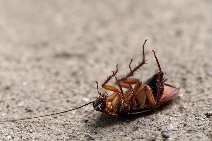 È pericoloso schiacciare scarafaggi e blatte