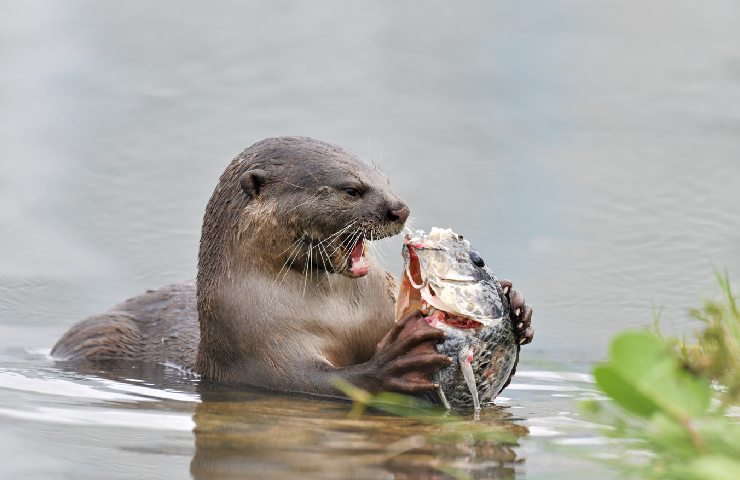 Lontra che pesca