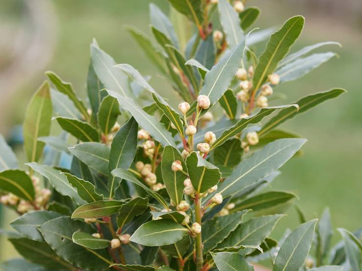 Rimedi naturali per allontanare insetti