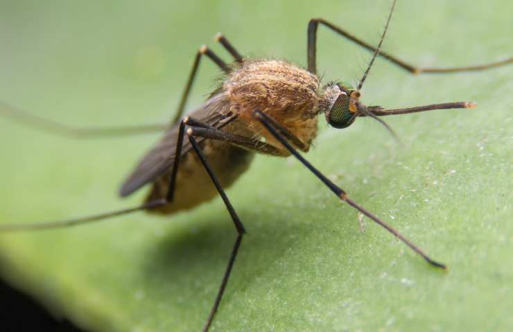 rimedio per uccidere zanzare 