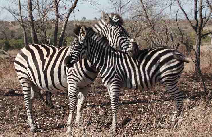 Zebre