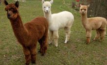 Italia Alpaca