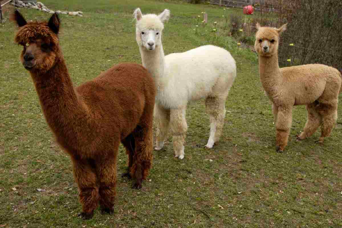 Italia Alpaca