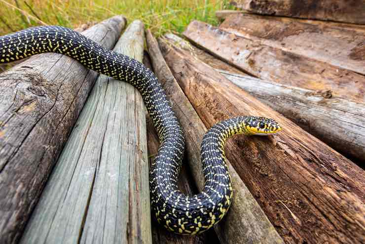 Serpenti sui balconi: cosa fare