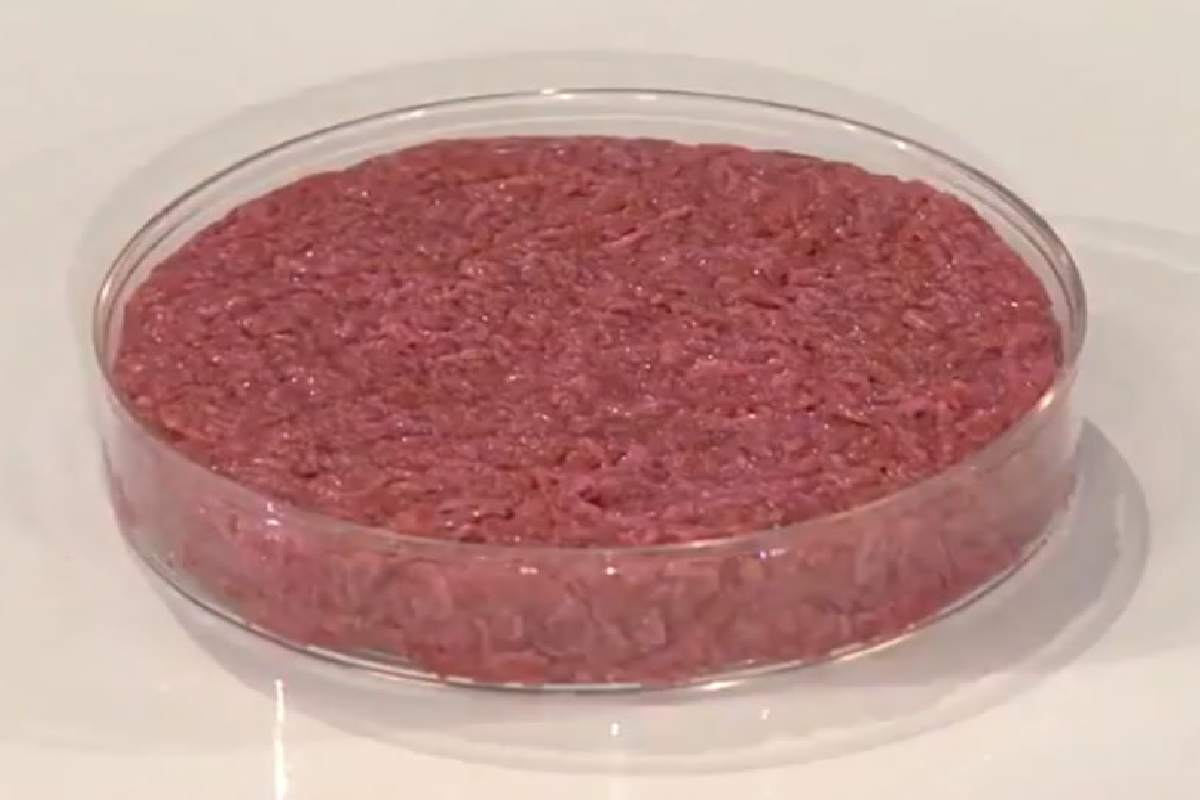 Carne coltivata in laboratorio, che l'Italia vuole vietare