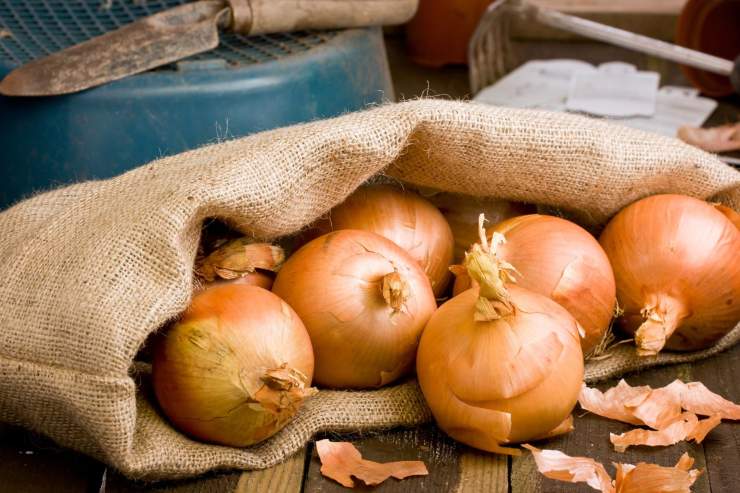Cipolle: tutto quello che non sai sulla loro conservazione