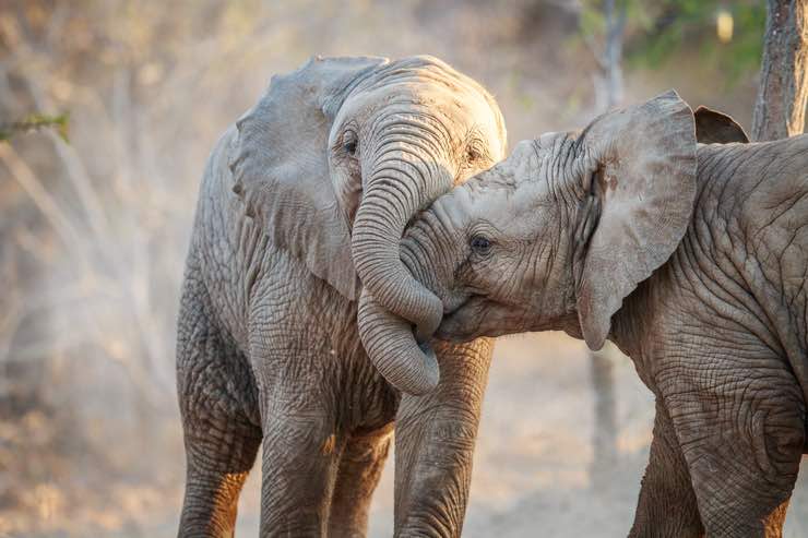 Animali teneri ma potenzialmente letali: quali sono?