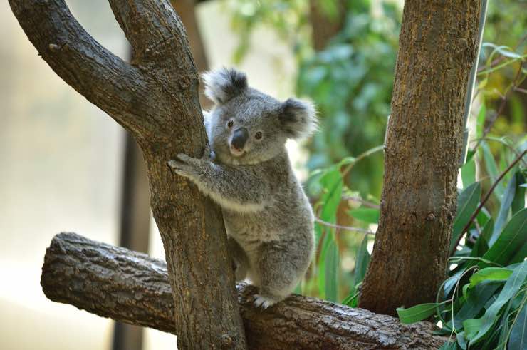 Animali teneri ma potenzialmente letali: i più comuni