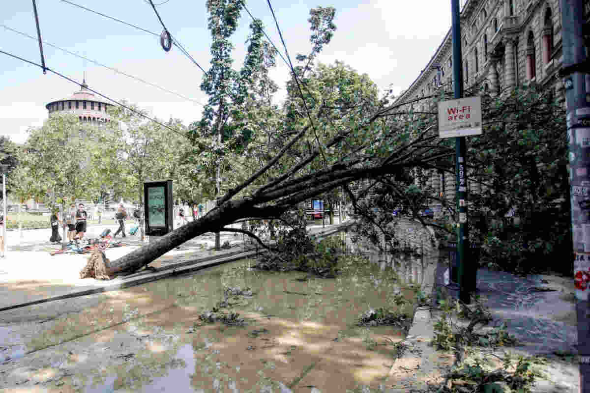 Un albero sradicato dal maltempo: in Lombardia chiesto lo stato di emergenza
