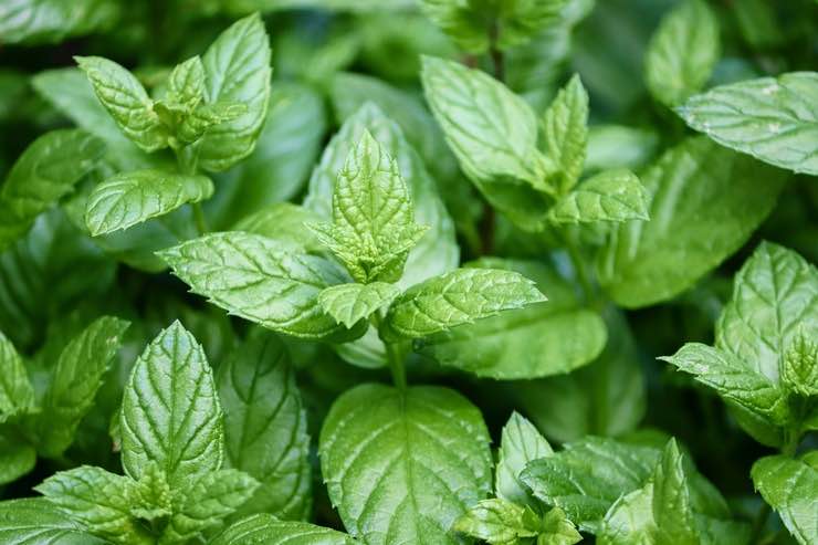 Dove trovare la menta piperita