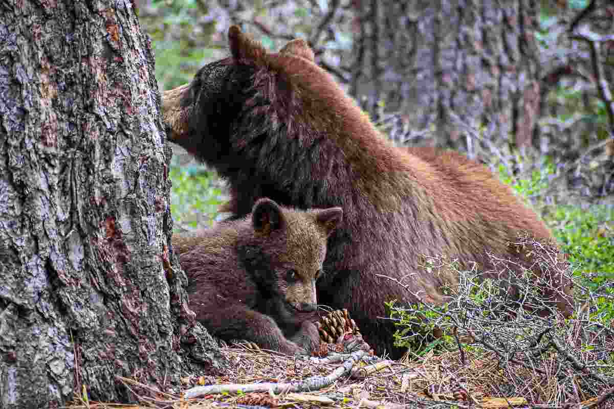 Un orsa con cucciolo sdraiati vicino al tronco di un albero in un bosco