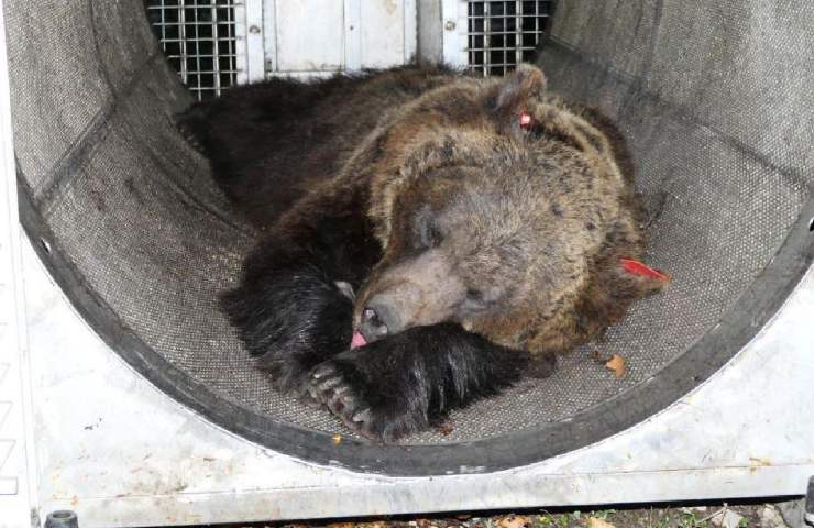L'orsa Jj4 rinchiusa in una gabbia di sicurezza di cemento
