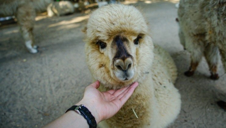 passeggiata con alpaca