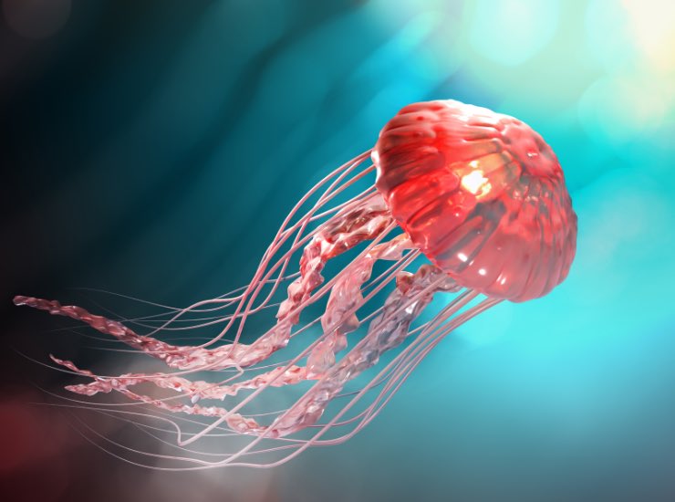 Medusa rosa su uno sfondo di acque azzurre
