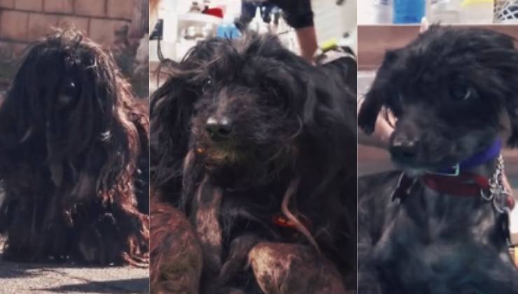 Trasformazione incredibile del cane