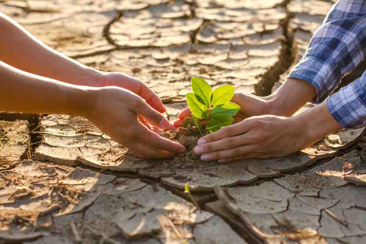 Delle mani piantano una piantina in una terra arida