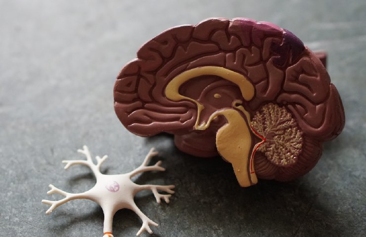 Modellino di un cervello