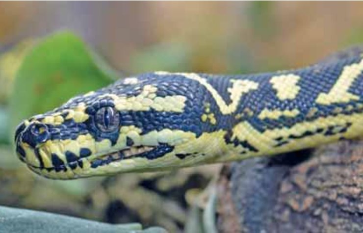 Il musetto di un pitone tappeto giallo e nero in natura