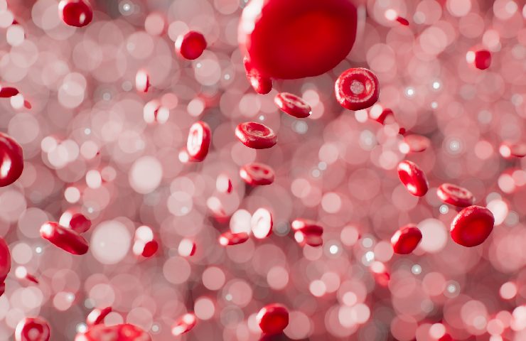 cellule all'interno del sangue