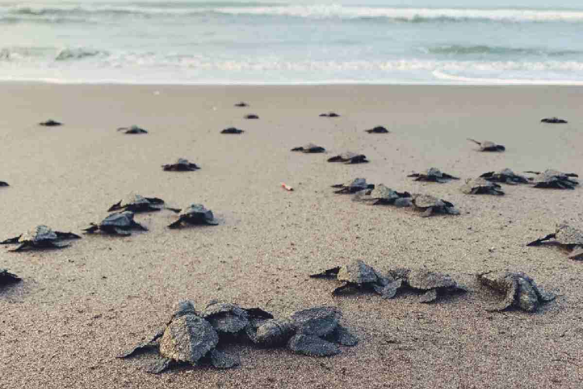 Schiusa delle uova di tartarughe marine