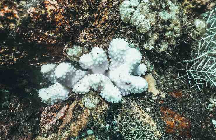 esempio di "bleaching" dei coralli