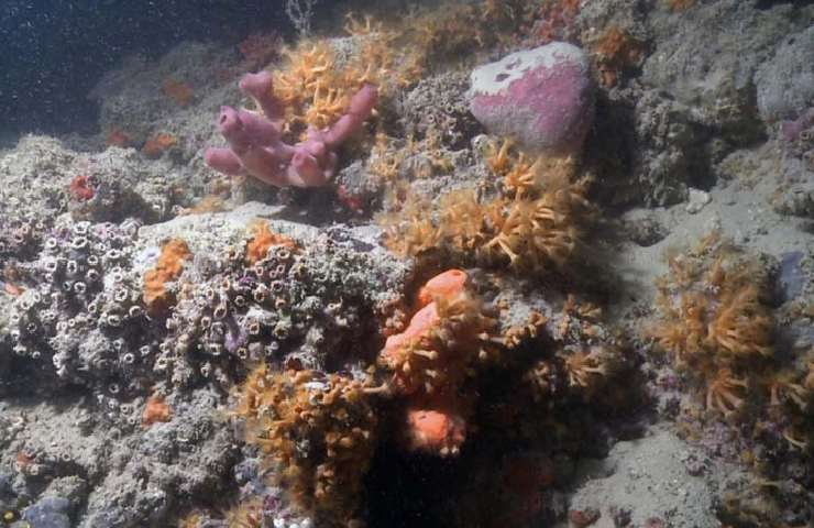 Scogliera corallina di Monopoli, in Puglia