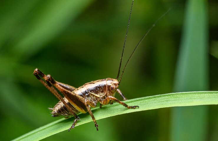 Grillo