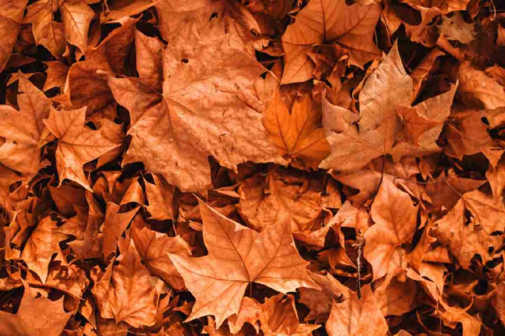 Ottobre rappresentato da foglie arancioni
