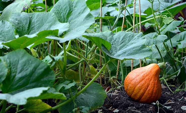 una zucca in un orto