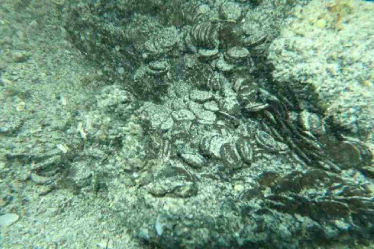 Monete romane ritrovate nel mar di Sardegna