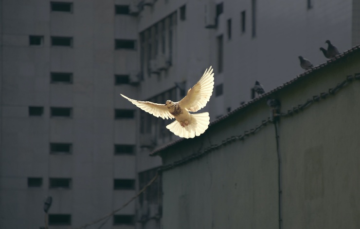 Uccello bianco che vola tra i palazzi grigi