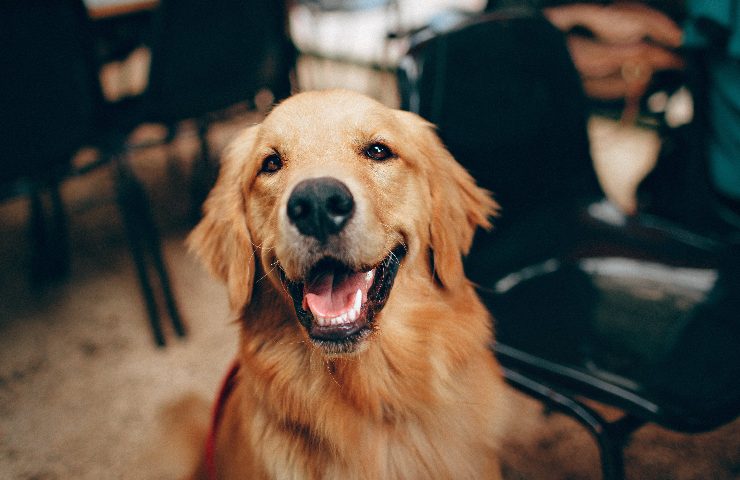 I cani soffrono molto i botti di Capodanno