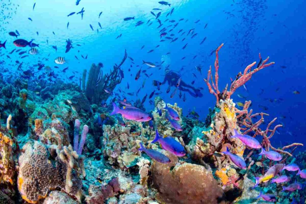 ponza accordo regione lazio conservazione marina