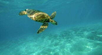 La biodiversità è sempre più a rischio: cos’è cambiato negli ultimi 50 anni?