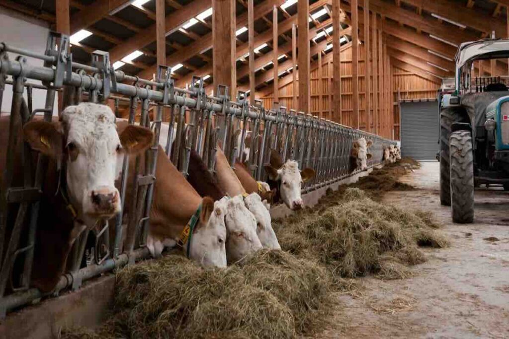 Carne rossa in crisi? L’Italia dipende per il 60% dall’estero